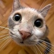 Коты и ты группа в Моем Мире.