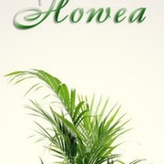 Howea (комнатные и ландшафтные растения) группа в Моем Мире.