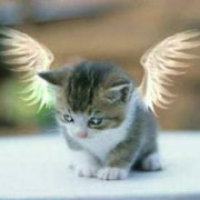 Dim Angel on My World.