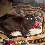 Мартовский Кот(Круглый год) on My World.