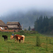 Деревня Луга коровы