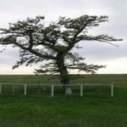 Адамовский сельсовет. Совхоз Майский Адамовский район Оренбургская область. Природные памятники в Адамовке. Брацлавка Адамовский район. Анеевка.