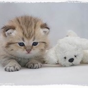 Сергей Широбоков on My World.