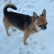 chihua hua on My World.