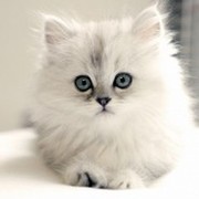 white kitten on My World.