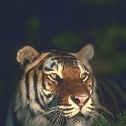 OLD TIGER on My World.