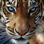Винт Разболтайло в Моем Мире.