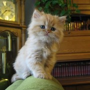 Ирина Спичева on My World.