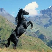 Султан Тхакохов on My World.