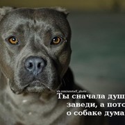 Кинологический Центр-Таймас on My World.